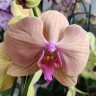 Орхидея Phalaenopsis (отцвёл)