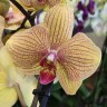 Орхидея Phalaenopsis (отцвёл, РЕАНИМАШКА)   