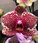 Орхидея Phalaenopsis OX Red Sesame (отцвел) 