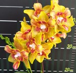 Орхидея Phal. Yaphon Perbalm peloric 3 lips (отцвел)  