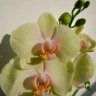 Орхидея Phalaenopsis Sculpture (отцвёл)