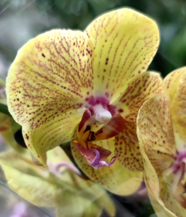 Орхидея Phalaenopsis (отцвёл)    