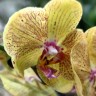Орхидея Phalaenopsis (отцвёл)    