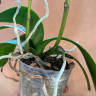 Орхидея Phalaenopsis multiflora (отцвёл, РЕАНИМАШКА) 