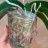 Орхидея Phalaenopsis multiflora (отцвёл, РЕАНИМАШКА) 