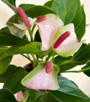 Anthurium Princess Amalia Elegance  