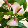 Anthurium Princess Amalia Elegance  