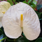 Anthurium Montana (отцвёл) 