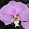 Орхидея Phalaenopsis Luxor 
