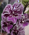 Орхидея Phalaenopsis Chocolate, Big Lip (отцвел)