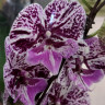 Орхидея Phalaenopsis Chocolate, Big Lip (отцвел)