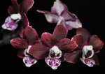 Phalaenopsis mini (отцвёл)