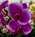 Орхидея Phalaenopsis Pretoria (отцвел, РЕАНИМАШКА)