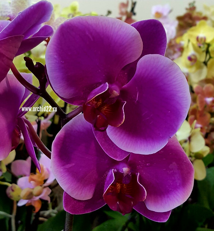 Орхидея Phalaenopsis Pretoria (отцвел, РЕАНИМАШКА)