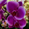 Орхидея Phalaenopsis Pretoria (отцвел, РЕАНИМАШКА)