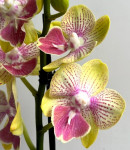 Орхидея Phalaenopsis Big Lip, midi