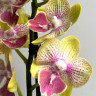 Орхидея Phalaenopsis Big Lip, midi