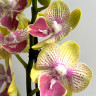 Орхидея Phalaenopsis Big Lip, midi