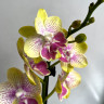 Орхидея Phalaenopsis Big Lip, midi