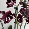 Орхидея Phalaenopsis Black peloric, big lip