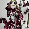 Орхидея Phalaenopsis Black peloric, big lip