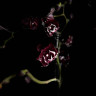 Орхидея Phalaenopsis Black peloric, big lip