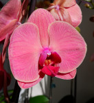 Орхидея Phalaenopsis Asian Coral  