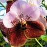 Орхидея Vanda Two Tone (сеянцы)
