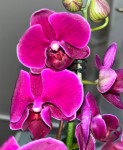 Орхидея Phalaenopsis Ching Ann Diamond, midi 