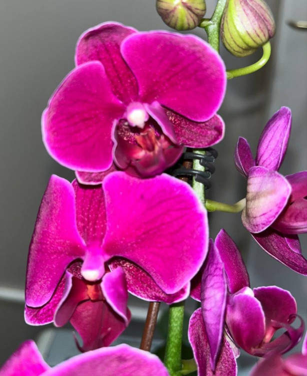 Орхидея Phalaenopsis Ching Ann Diamond, midi 