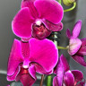 Орхидея Phalaenopsis Ching Ann Diamond, midi 