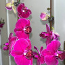Орхидея Phalaenopsis Ching Ann Diamond, midi 
