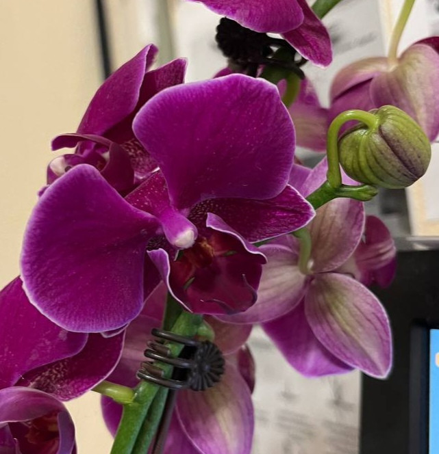 Орхидея Phal. Ching Ann Diamond, midi (цветет, РЕАНИМАШКА**)