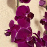 Орхидея Phal. Ching Ann Diamond, midi (цветет, РЕАНИМАШКА**)