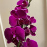 Орхидея Phal. Ching Ann Diamond, midi (цветет, РЕАНИМАШКА**)