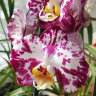 Орхидея Phalaenopsis Sigma