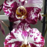 Орхидея Phalaenopsis Sigma