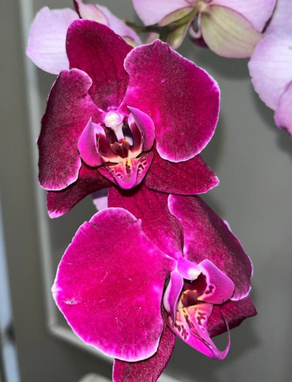 Орхидея Phalaenopsis Dragon Dance (отцвёл)
