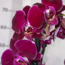Орхидея Phalaenopsis Dragon Dance (отцвёл)