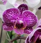 Орхидея Phalaenopsis  multiflora 