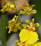 Орхидея Oncidium Sweet Sugar (отцвел, деленка)