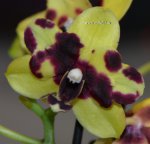 Орхидея Dtps Yu-Pin Natsume, mini (отцвёл)
