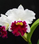 Орхидея Cattleya Chong Swan (отцвела)         