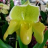 Орхидея Paphiopedilum hybrid (отцвел)    