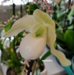Орхидея Paphiopedilum Deperle (отцвел)