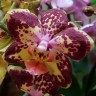 Орхидея Phalaenopsis Strawberry Cake, multiflora 