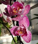 Орхидея Phalaenopsis Flirtation