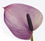 Anthurium Purple Love (отцвел)
