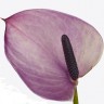 Anthurium Purple Love (отцвел)