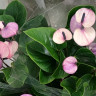 Anthurium Purple Love 